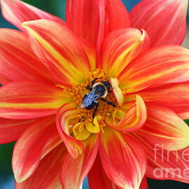 Dahlia with Bumble Bee 
