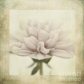Dahlietta Textures by John Edwards