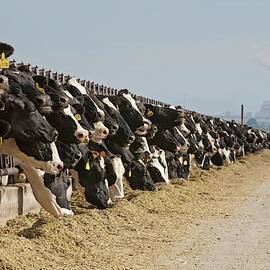 Dairy Cows by Science Photo Library