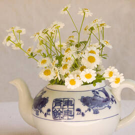 Daisies in a Teapot