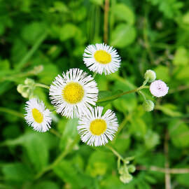 Daisy Fleabane