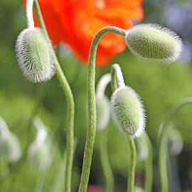 Dancing Orange Poppy Flower Pods by Jennie Marie Schell
