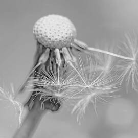 Dandelion Flower Macro Monochrome by Jennie Marie Schell