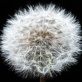 Dandelion Life Cycle