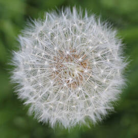 Dandelion Marco Abstract