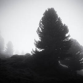 Dark trees in the fog Aletschwald Forest by Matthias Hauser