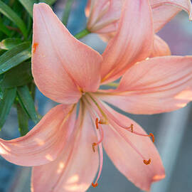 Daylily At Day