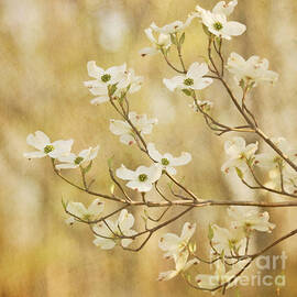 Days of Dogwoods