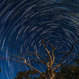 Dead oak with star trails by Paul Freidlund