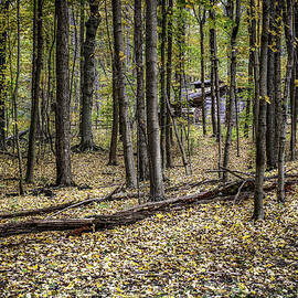 Deep Woods Cabin by Tom Mc Nemar