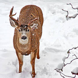 Deer Buck in Snow