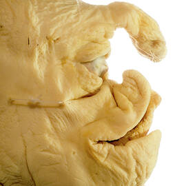 Deformed Piglet by Science Photo Library