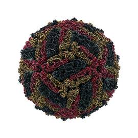 Dengue Virus Particle by Science Photo Library