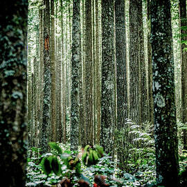 Dense Grove Of Cedar Trees by Brian Xavier Photography