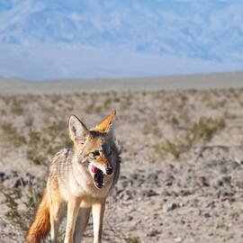 Desert Coyote by Darren Bradley