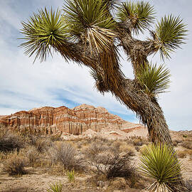 Desert Joshua Tree And Eroded Red Rock by Alice Cahill
