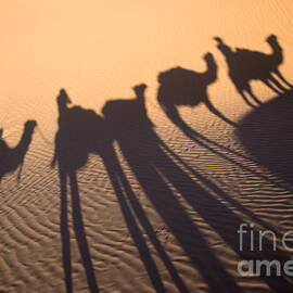 Camels caravan shadow in the desert by Delphimages Photo Creations