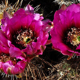 Desert Wildflower