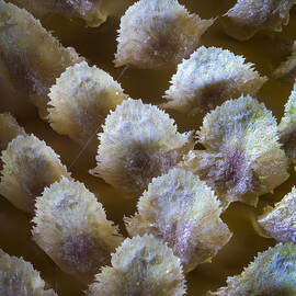 Details by Jean Noren