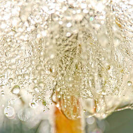 Dew Drops on Dandelion