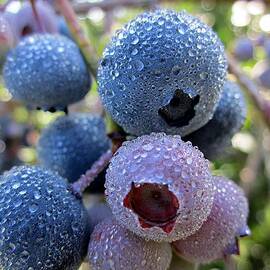 Dewy Blueberries by MTBobbins Photography
