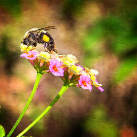 Dive Right In Honey by Mark Andrew Thomas