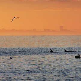 Dolphin At Malibu Beach by Mgs