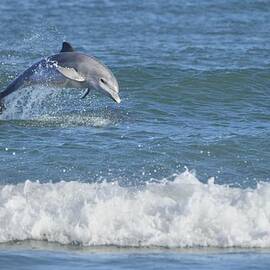 Dolphin in surf