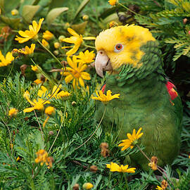 Double Yellow-headed Amazon Parrot by CRAIG K. LORENZ