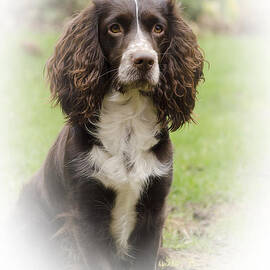 Dougie In Vignette by Linsey Williams
