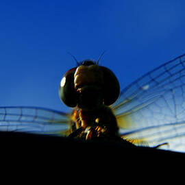 Dragonfly Above