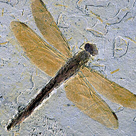Dragonfly Fossil by E.R. DEGGINGER
