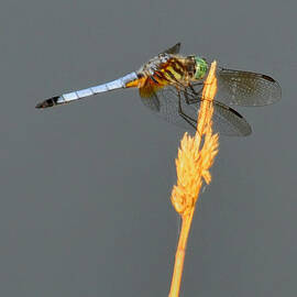 Dragonfly on a blade of grass by Flees Photos