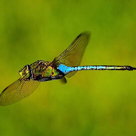 Dragonfly by Stuart Harrison