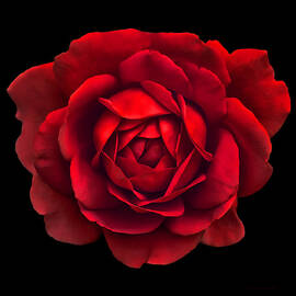 Dramatic Red Rose Portrait