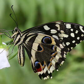 Drinks With A Giant  Swallowtail Butterfly  by Ruth Jolly