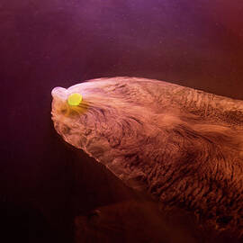 Dry Ice Sublimation , Colour by Jonathan Knowles