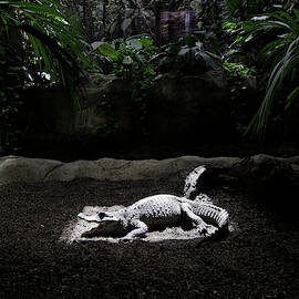 Dwarf Crocodile In The Bacelona Zoo by Peter Essick