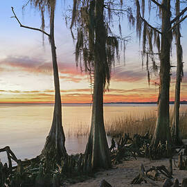 Dwarf Cypress Trees Covered by Tim Fitzharris