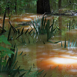 Dwarf Palmettos - Congaree Swamp in Flood Stage by Suzanne Gaff