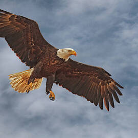 Eagle In the Sky by Beth Sargent