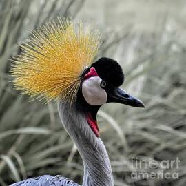 East African Crowned Crane by Norman Gabitzsch