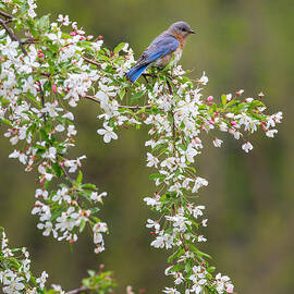 Eastern Bluebird by Bill Wakeley