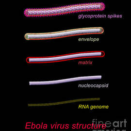 Ebola Virus Structure #1 Annotated by Russell Kightley