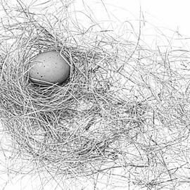 Egg in Bird Nest Black and White by Jennie Marie Schell
