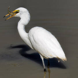 Great Egret And His Shadow