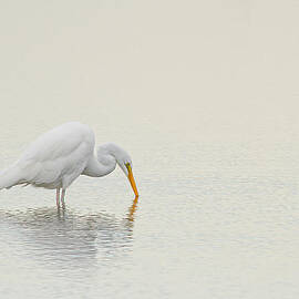 Egret Finds Himself by Karol Livote