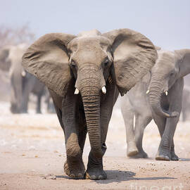 Elephant bathing by Johan Swanepoel