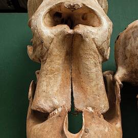 Elephant Skull Cyclops Fossil Myth by Science Photo Library