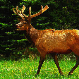 Elk Portrait by Inspirowl Design